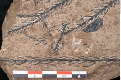 Foto (Detailansicht) von Araucaria sternbergii Goeppert (NHMW-GEO-2024-0188-8295)